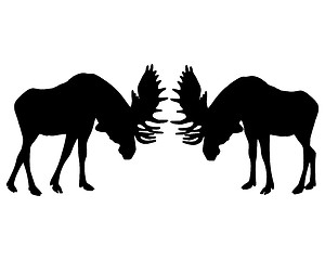 Image showing Isolated illustration of rutting behavior of moose