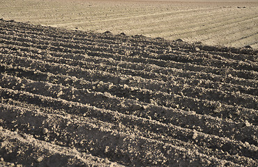 Image showing Prepared potato field