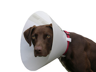 Image showing Brown dog with ruff on white background