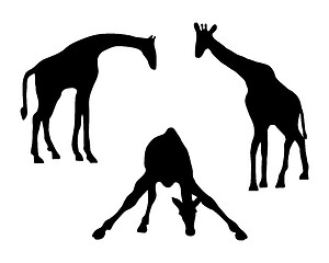 Image showing Detailed and isolated illustration of three giraffes 