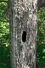 Image showing Mossy tree with hollow