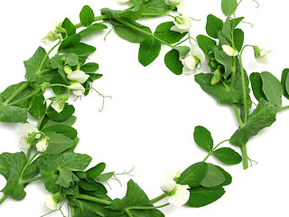 Image showing White blooms of a snow pea as ring on white background