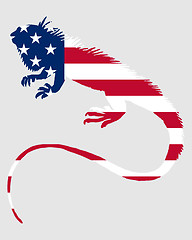 Image showing Iguana United States of America