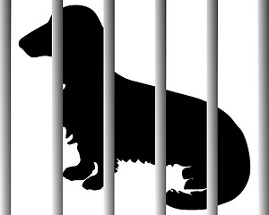 Image showing Dachshund in animal shelter