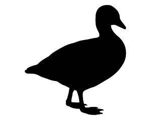 Image showing Domestic Goose silhouette