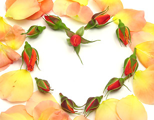 Image showing Rose buds arranged as heart with petals on white