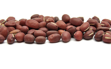 Image showing Sprouting azuki bean