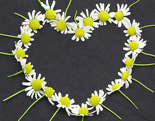 Image showing Camomile blooms on black felt heart shaped
