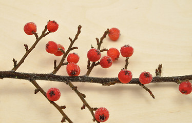 Image showing Detailed but simple image of iced Cotoneaster