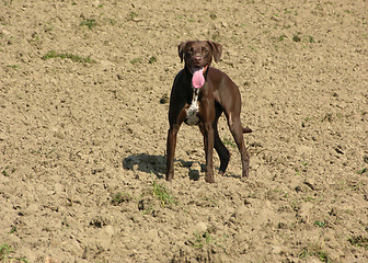 Image showing Exhausted and hackling dog on open brown field