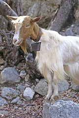 Image showing Domestic goat