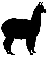 Image showing Silhouette of alpaca