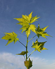 Image showing Virginia Mallow