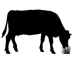 Image showing Grazing cow