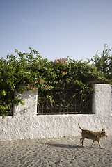 Image showing dog on street