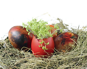 Image showing Easter eggs with garden cress