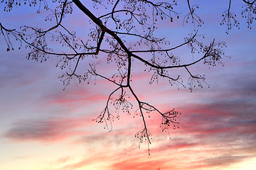 Image showing Winter Sunset and tree