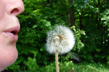 Image showing dandelion