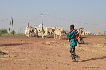 Image showing African shepherd