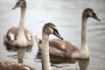 Image showing  cygnet