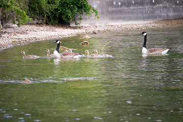 Image showing goose family