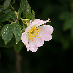 Image showing pink wild rose