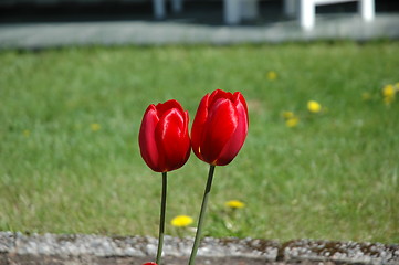 Image showing Two roses