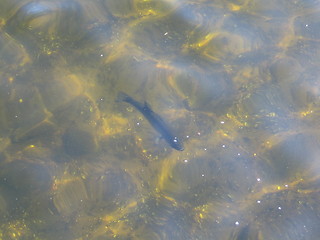 Image showing Submerged fish