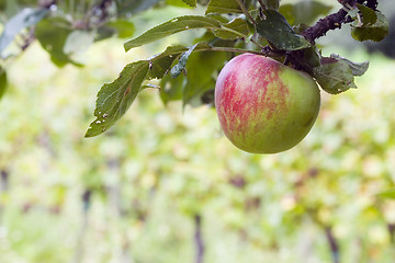 Image showing Apple tree