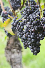 Image showing Vineyard of with red grapes