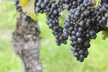 Image showing Vineyard of with red grapes