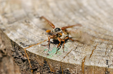 Image showing stump edge crawl beetle bug spread wings try fly 