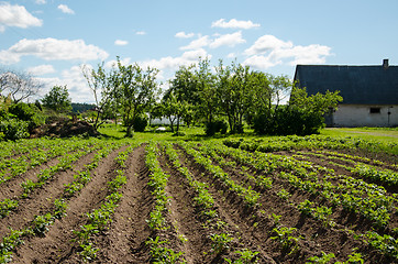 Image showing freshly plowed furrows of young potatoe in garden  