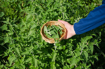 Image showing herbalist hand pick balm herb plant leaves 