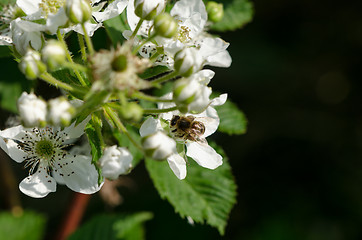 Image showing white blackberries florets fly small bees  