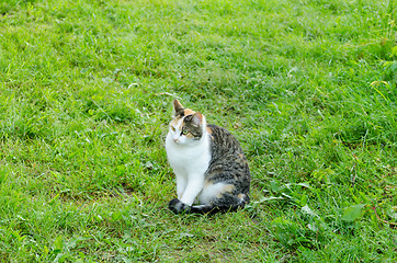 Image showing tabby kitty with white neck in garden grass 