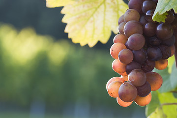 Image showing Grapes in the evening sun