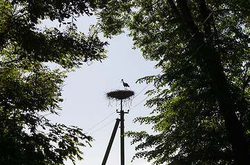 Image showing stork bird silhouette in nest electricity pole 