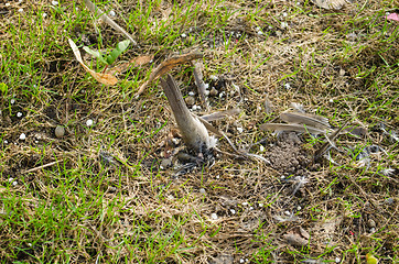 Image showing bird body on meadow and  feathers scattered around 