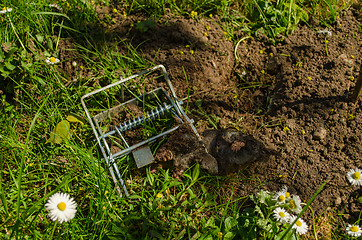 Image showing mole clutch of the iron trap to cave in meadow 