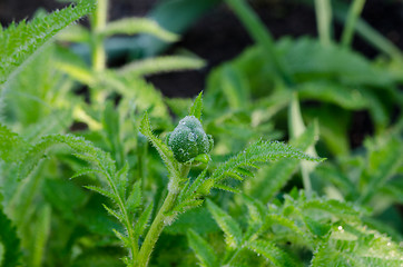 Image showing green garden plant with buds and small water drops 