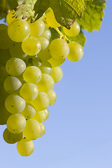 Image showing Grapes in the sun