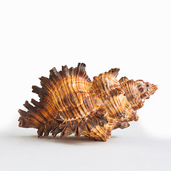 Image showing Seashell. Sea Cockleshell