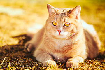 Image showing Red cat sitting on green spring grass