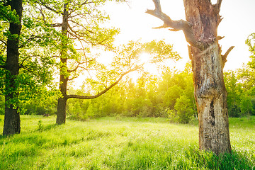 Image showing Summer sunny forest trees