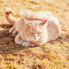 Image showing Red cat sitting on green spring grass