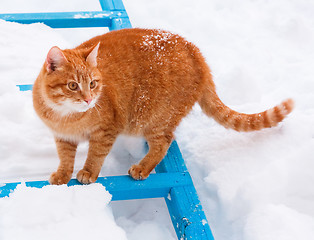 Image showing Red Cat Walking In The Snow