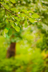 Image showing Spring Forest Background