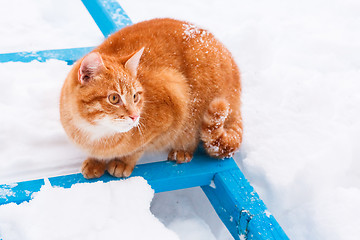 Image showing Red Cat Walking In The Snow