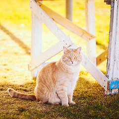 Image showing Red cat sitting on green spring grass